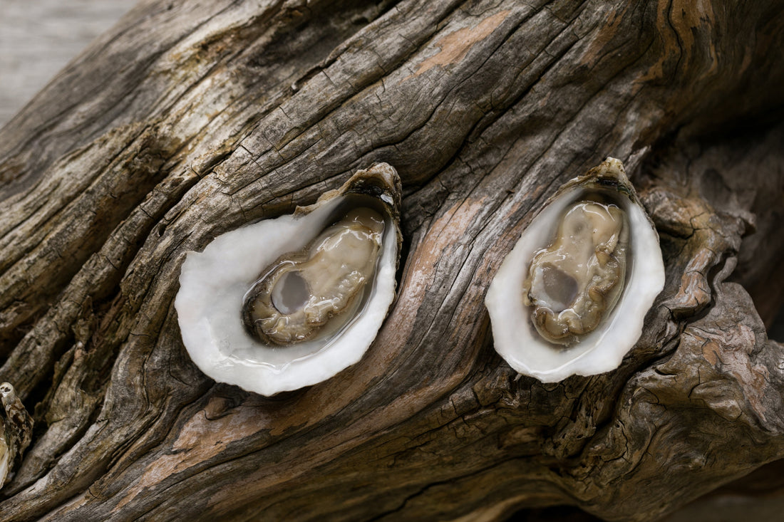 Fresh Chesapeake Bay Oysters