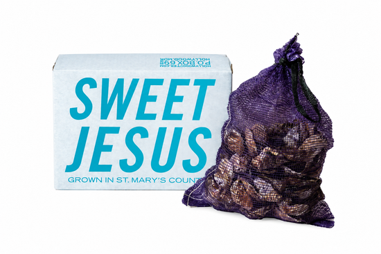 Sweet Jesus Oysters with a white background